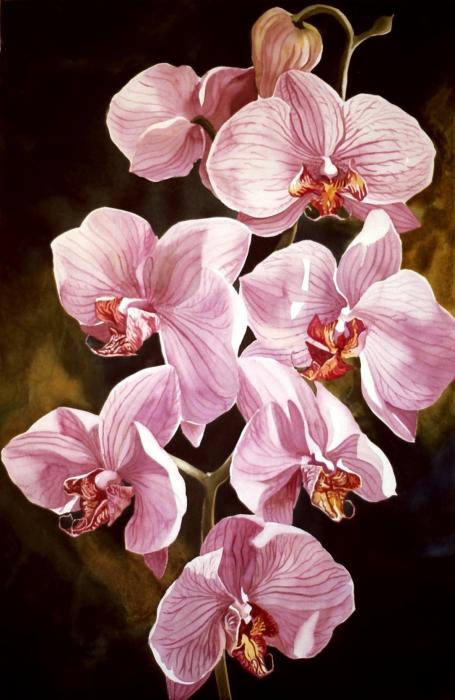 Pink Phalaenopis Orchids Painting  - Pink Phalaenopis Orchids Fine Art Print