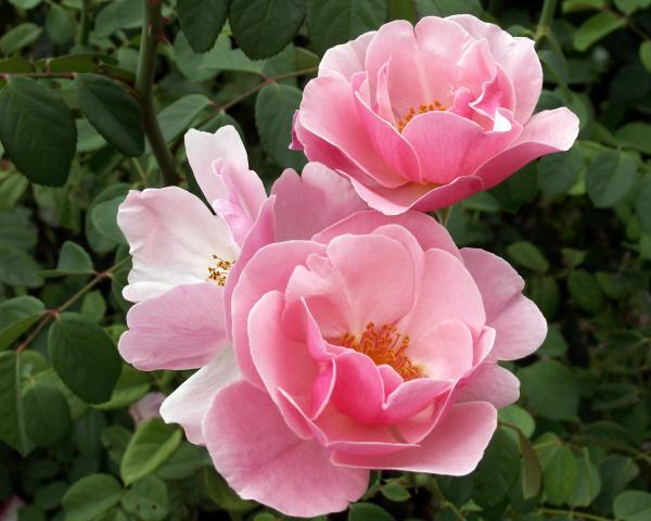 flowers pictures roses pink. Pink Roses 2 Photograph - Pink