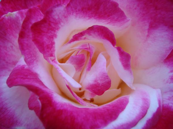 In 3D this Pink Gerbera White Ranaculus Pink Rose Bridal Bouquet 