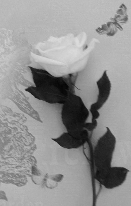 wallpaper rose white. Pure White Rose Against the