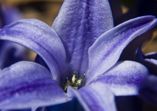 Purple Hyacinth Flower