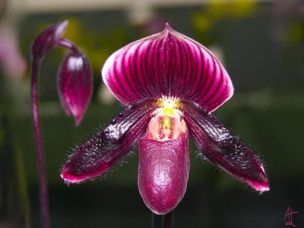purple orchid air