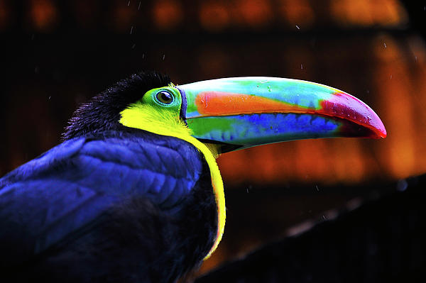 toucan photography