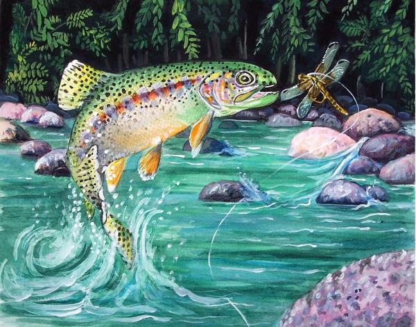 Pictures Of Rainbow Trout. Rainbow Trout Print - Rainbow