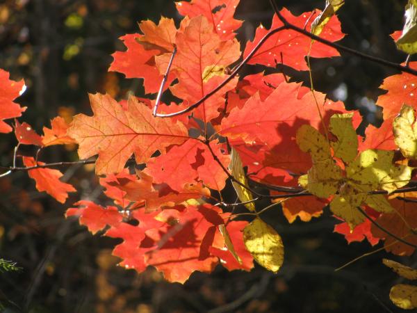 Red Oak Leaves Photograph  - Red Oak Leaves Fine Art Print