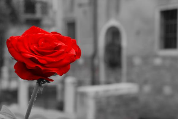 black and white background images. Red Rose with Black and White