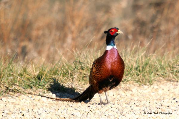 Pictures Of Ring-Necked Pheasant - Free Ring-Necked Pheasant pictures 