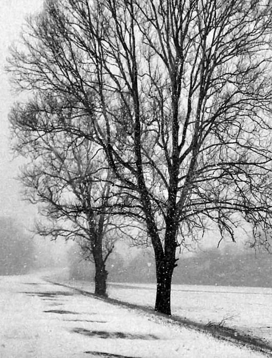 black and white photos of trees