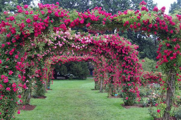 Arbors And Trellises. Rose Arbors in full bloom