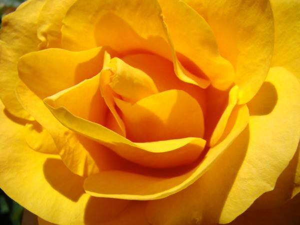 flowers roses yellow. Rose Flower Orange Yellow