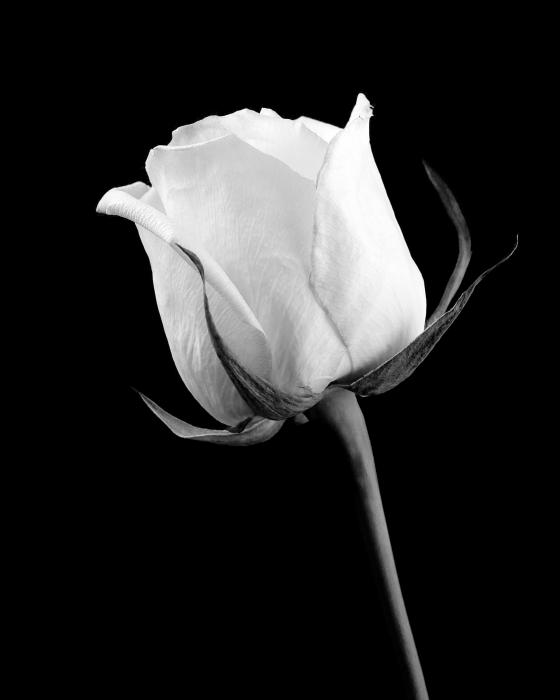 Rose in Black and White Photograph - Rose in Black and White Fine Art Print