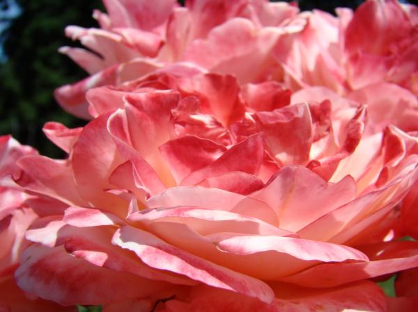 flowers roses pink. Roses Cinnamon Pink Rose