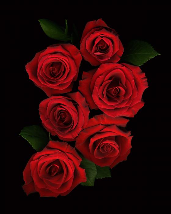 images of flowers and roses. Roses of Love Photograph