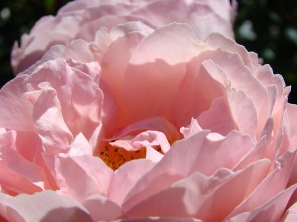 ROSES Pink Rose Flower 2 Rose Garden Art Baslee Troutman Collection 