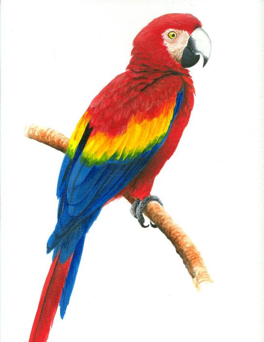 Scarlet+macaws+pictures