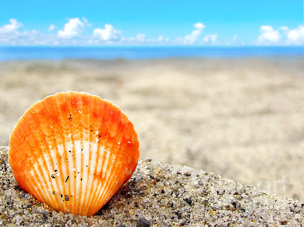 beach sand background. Sea shell in the sand beach