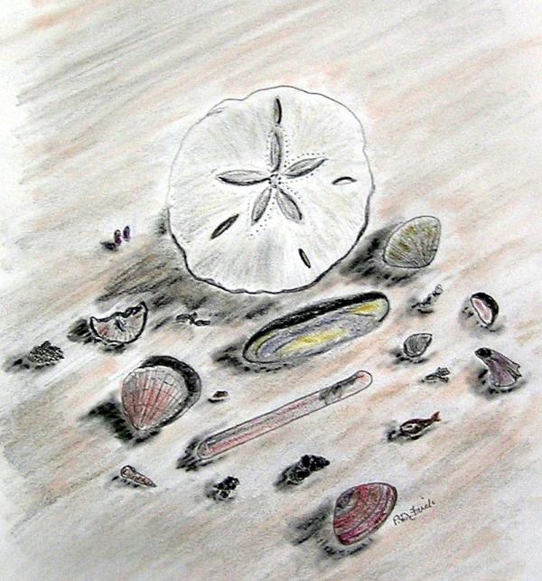 Shells In The Sea. Sea Shells Drawing - Sea