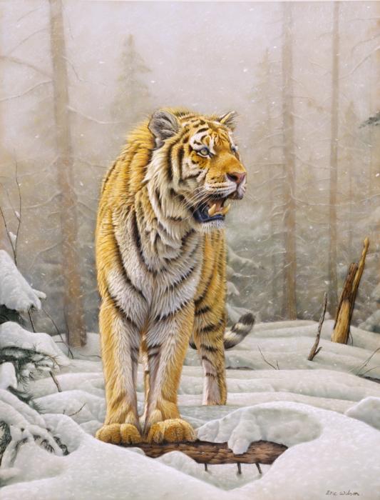 Siberian-Tiger-In-Snow