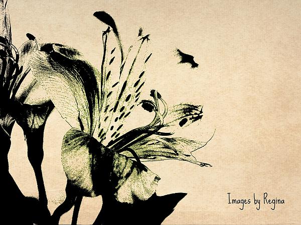  - silhouette-lily-regina-arnold