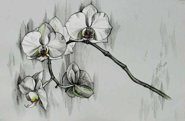 black and white orchid drawing. Silver Morning Orchids Drawing