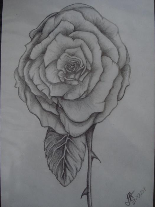 Simple Elegant Rose Drawing - Simple Elegant Rose Fine Art Print