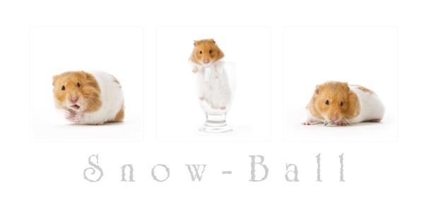 Pictures Of Hamsters To Print. hamster Fine Art Print
