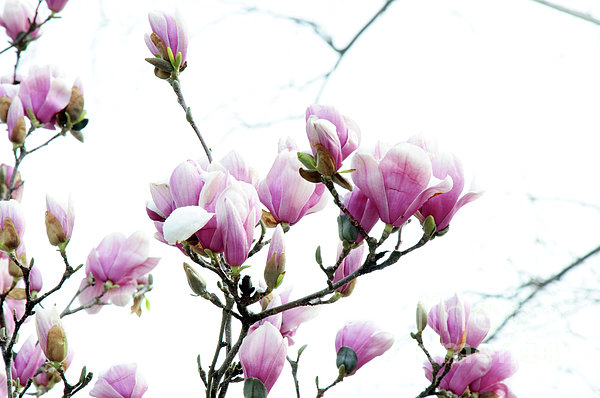 saucer magnolia tree flowers. saucer magnolia tree facts.