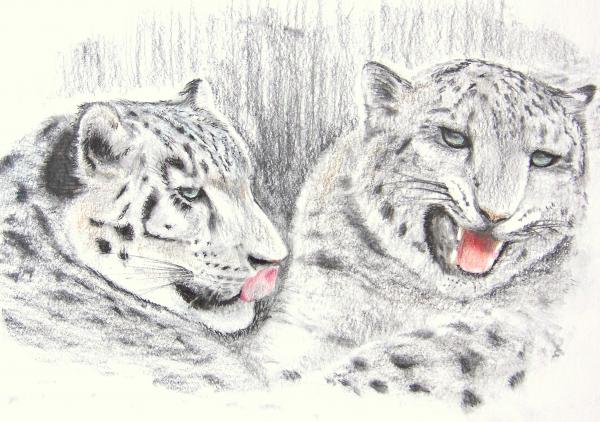 snow leopard cub in snow. Snow Leopard Cubs Drawing