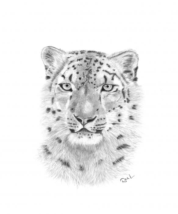 snow leopard pictures. Snow Leopard Drawing - Snow