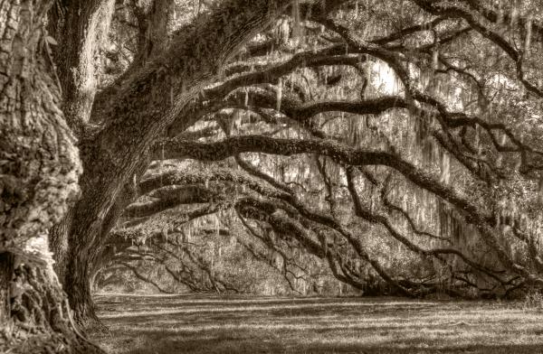 black and white oak tree pictures. lack and white photos and