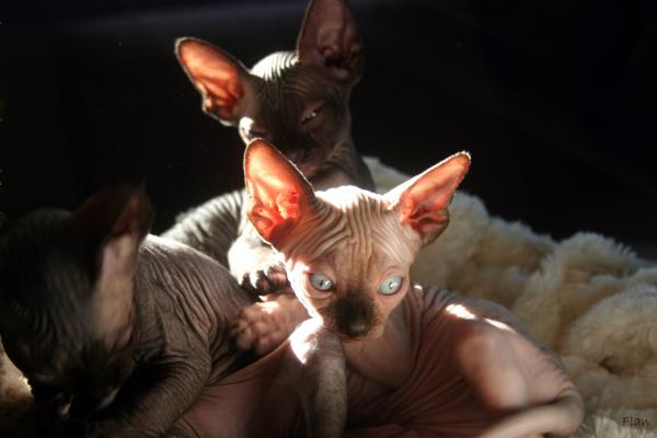 sphynx cat pictures. Sphynx Cats 8 Photograph