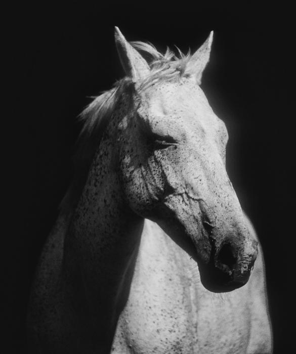 black and white horse photos