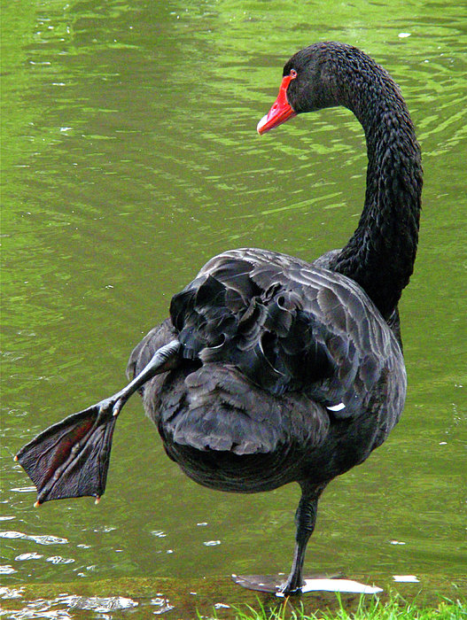 black swan yoga