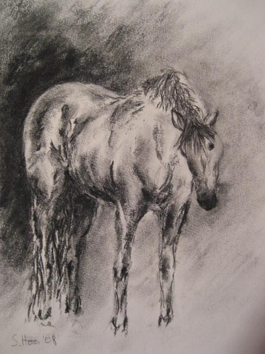  animals drawings, mare drawings, gelding drawings, stallion drawings, 