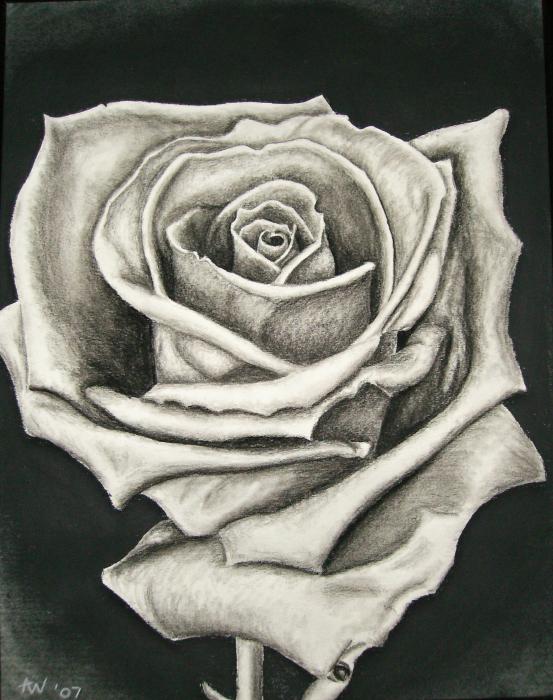 The Lonely Rose Drawing by Ashley Warbritton. Tags: rose.flower drawings 