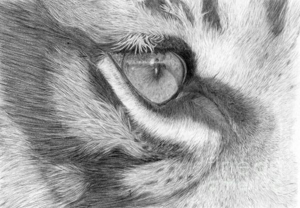Tigers Eye Drawing Tigers Eye Fine Art Print Alexandra Riley