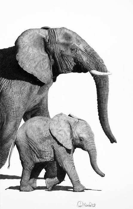 Black And White Elephant Drawing. Together-african elephant and