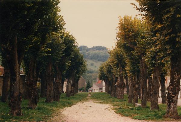 trees pathway