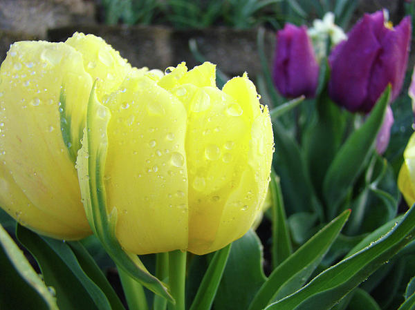 http://fineartamerica.com/images-medium/tulip-flowers-artwork-tulips-art-prints-10-floral-art-gardens-baslee-troutman-baslee-troutman-art-prints-giclee.jpg