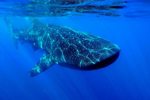 whale pictures. Whale Shark Photograph - Whale