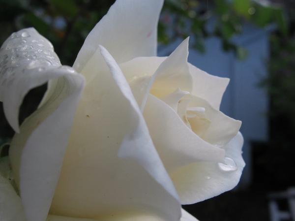http://fineartamerica.com/images-medium/white-rose-with-dew-drops-kathy-roncarati.jpg