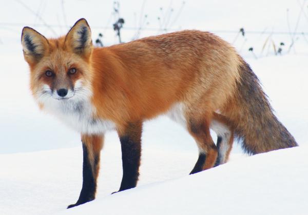 winter-fox-on-the-prowl-ted-widen.jpg