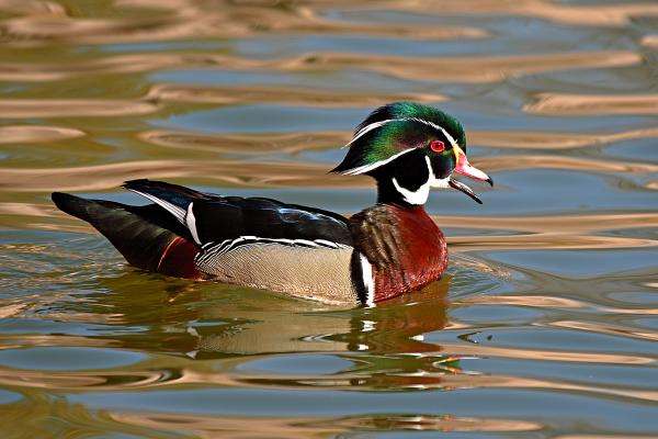 wood duck. Wood Duck Drake Calling On The