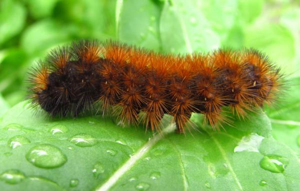 images fuzzy caterpillar