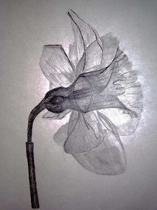 X-Ray Daffodil Drawing - X-Ray Daffodil Fine Art Print