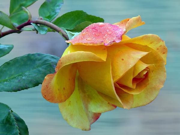 Yellow rose of Texas Photograph - Yellow rose of Texas Fine Art Print