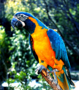 Blue+macaws+for+sale