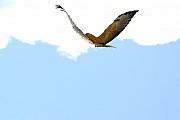 Paul SEQUENCE Ferguson sequence dot net - Hawk 2 Paul SEQUENCE Ferguson sequence dot net - Hawk 2