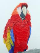 Scarlet+macaws+for+sale