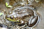 Paul SEQUENCE Ferguson sequence dot net - The Frog Paul SEQUENCE Ferguson sequence dot net - The Frog